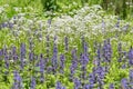 Blue bugle Ajuga reptans, blue flowering plants in meadow Royalty Free Stock Photo